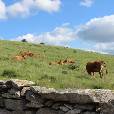 Renovated Wine Press House - With Pool Ferienhaus *
