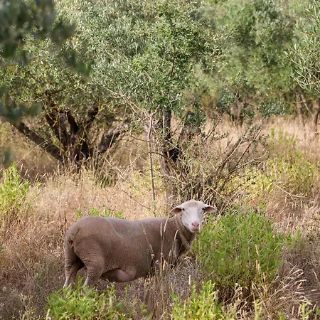 Casa vacanze Renovated Wine Press House - With Pool *