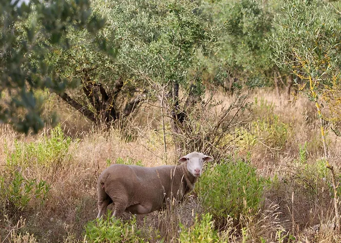 Casa de Férias Renovated Wine Press House - With Pool *