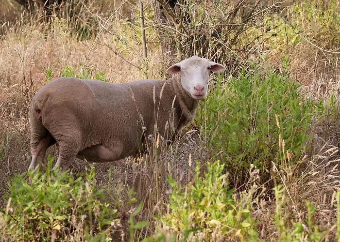 Дом отдыха Renovated Wine Press House - With Pool *